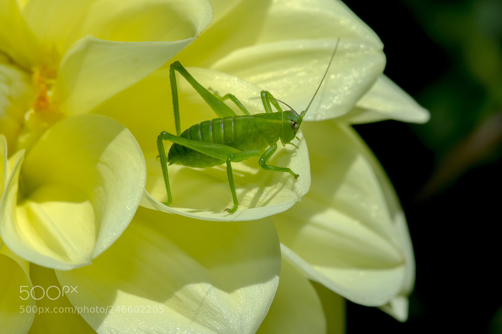 Canon EOS 7D Mark II sample photo. Katydid photography