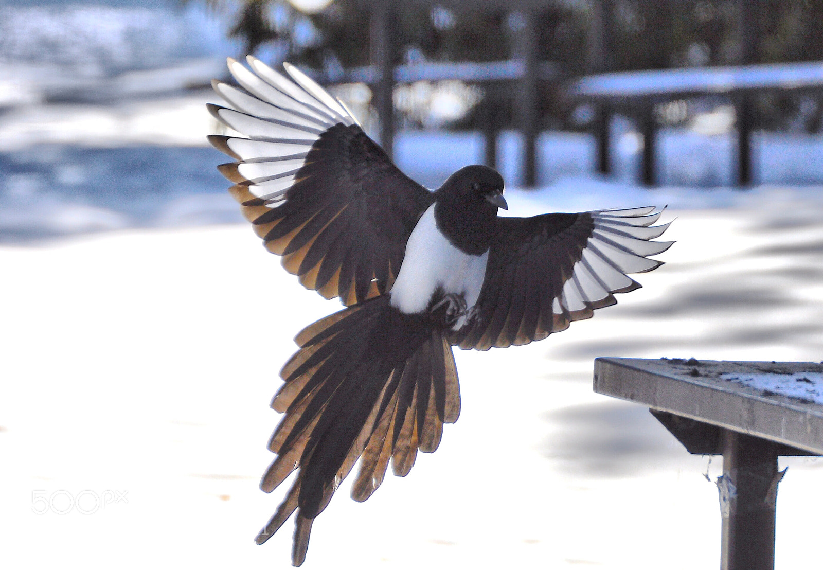 Nikon D90 sample photo. Magpie photography