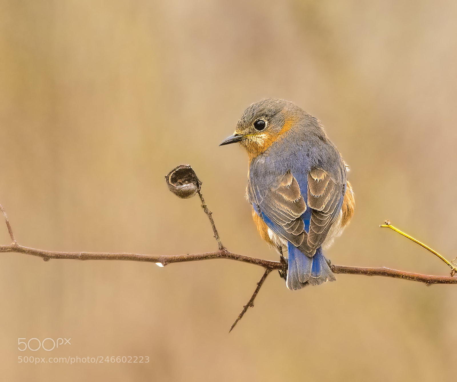 Nikon D7100 sample photo. Eastern bluebird photography