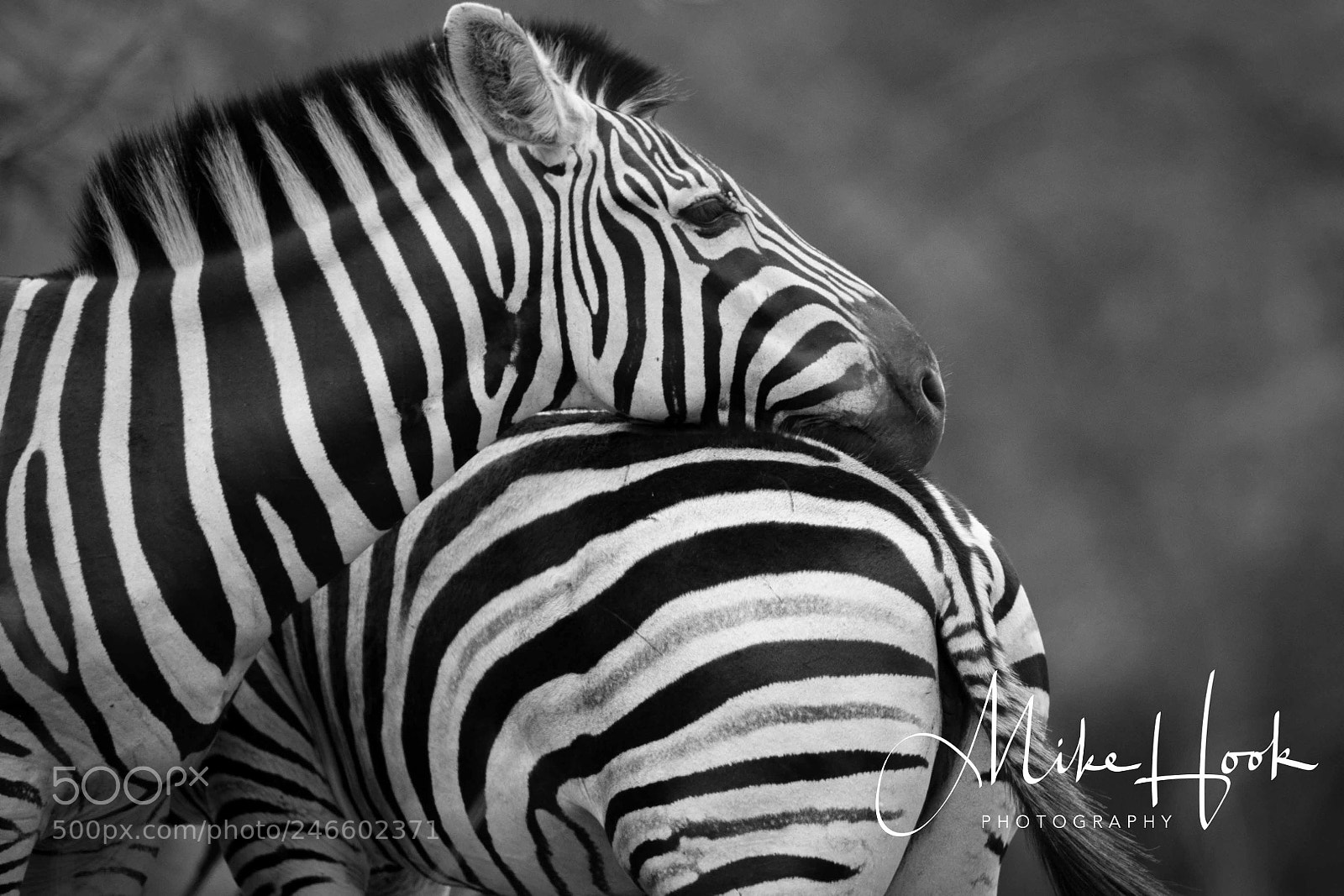 Canon EOS-1D X sample photo. Affectionate zebra photography