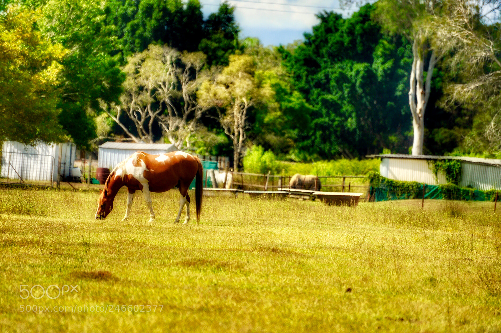 Nikon D700 sample photo. 《the beauty of freedom.》 photography