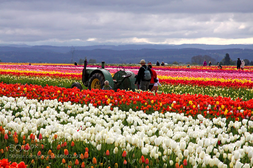 Canon EOS 50D sample photo. Tulips photography