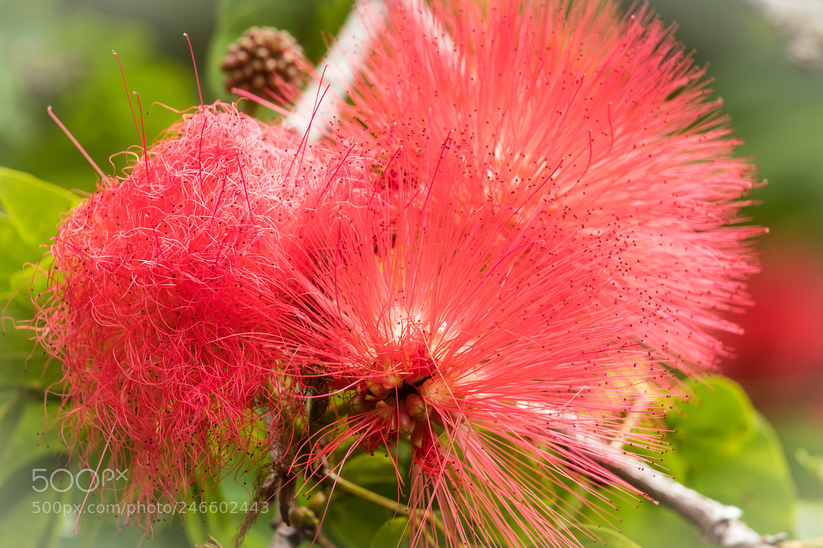 Canon EOS M5 sample photo. Red and fragile photography