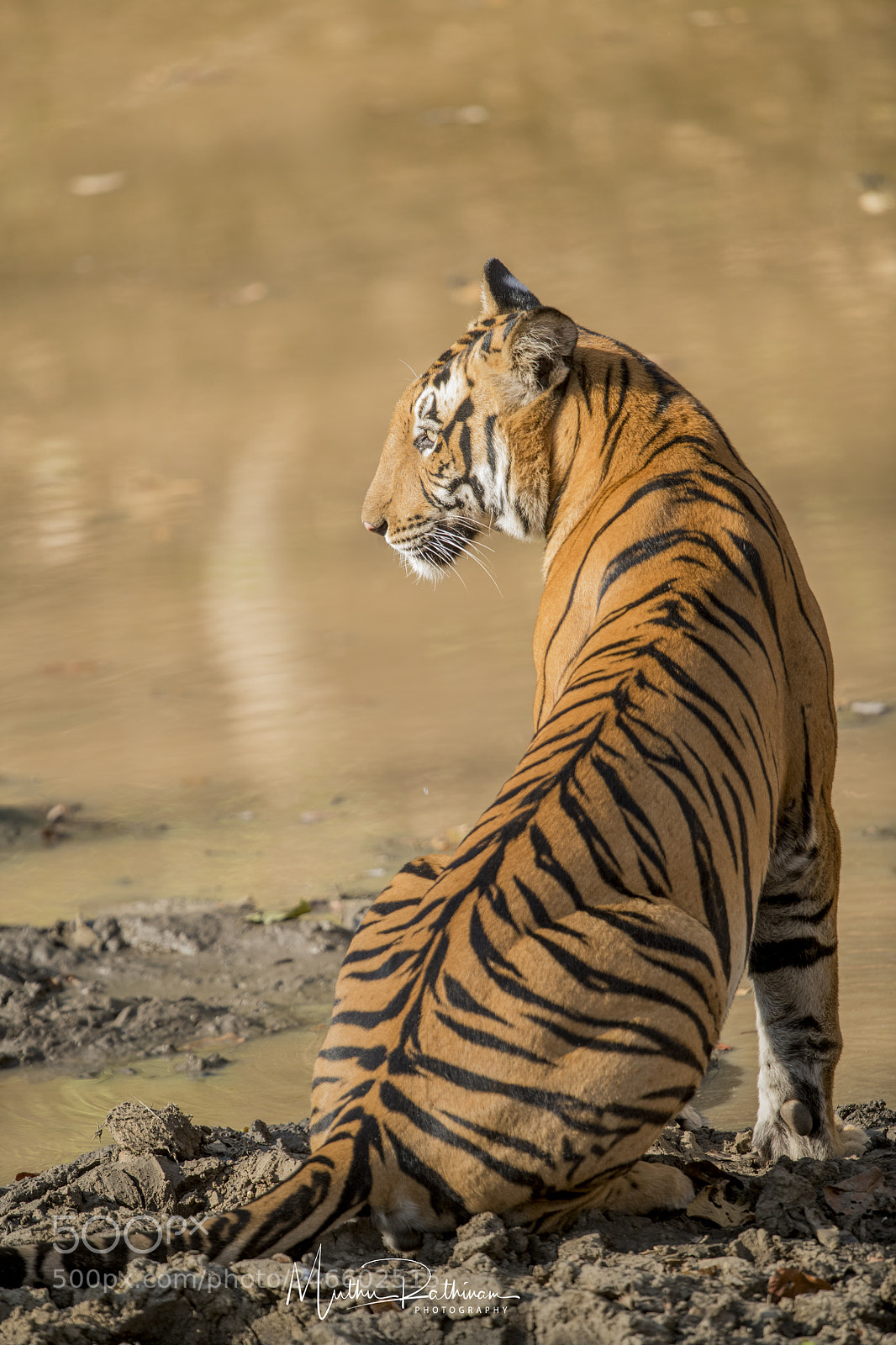 Nikon D850 sample photo. Big striped cat photography