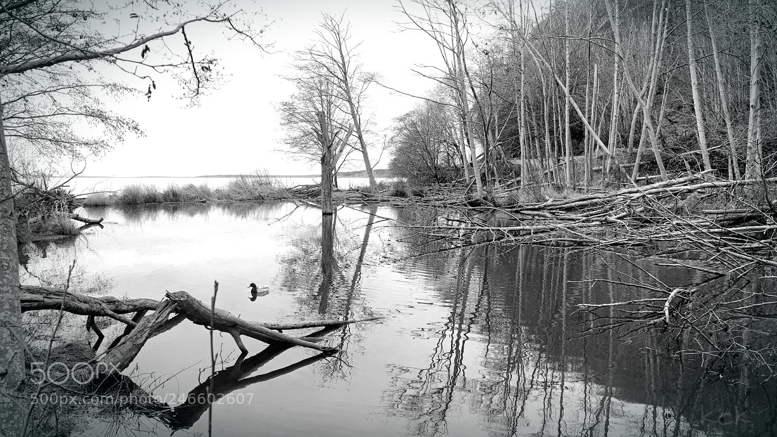 Olympus OM-D E-M10 II sample photo. A ducks world. photography