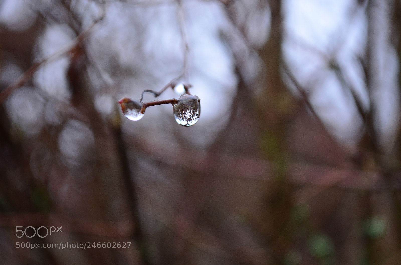 Nikon D5100 sample photo. Through the waterdrop ? photography
