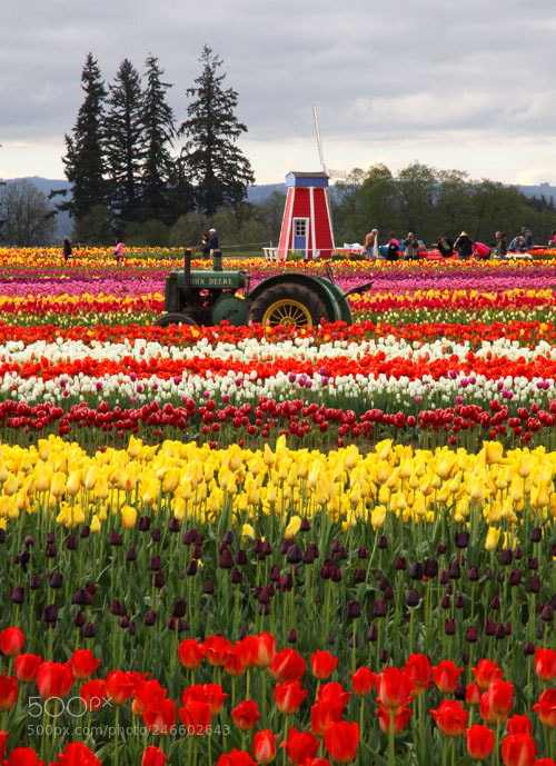 Canon EOS 50D sample photo. Tractor and windmill photography