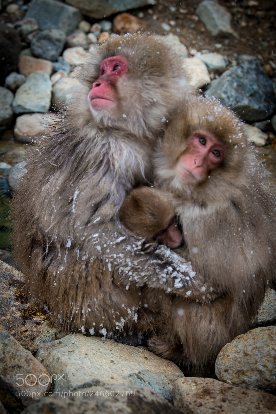 Nikon D800 sample photo. Family love photography