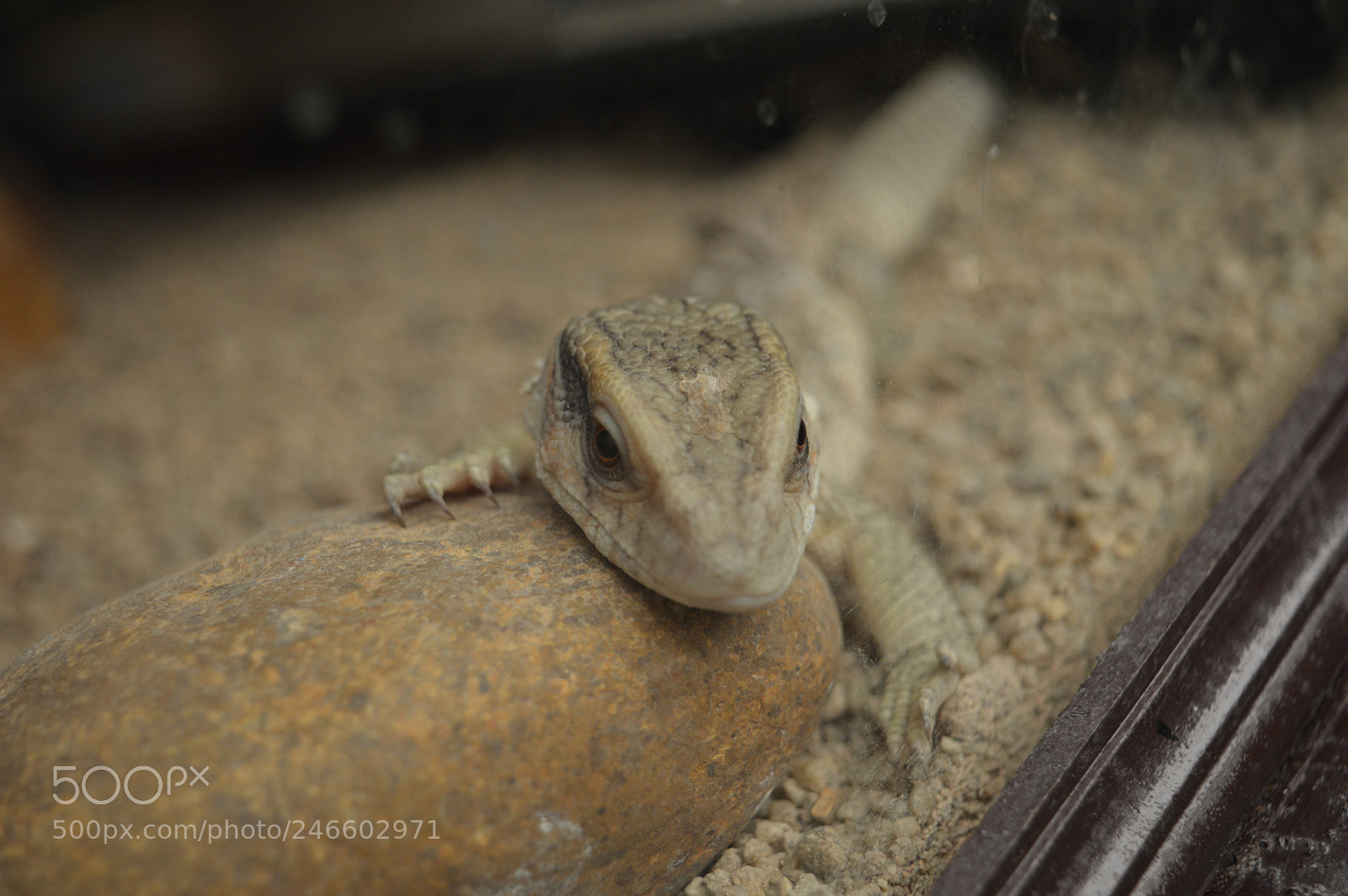 Nikon D3200 sample photo. A reptile photography