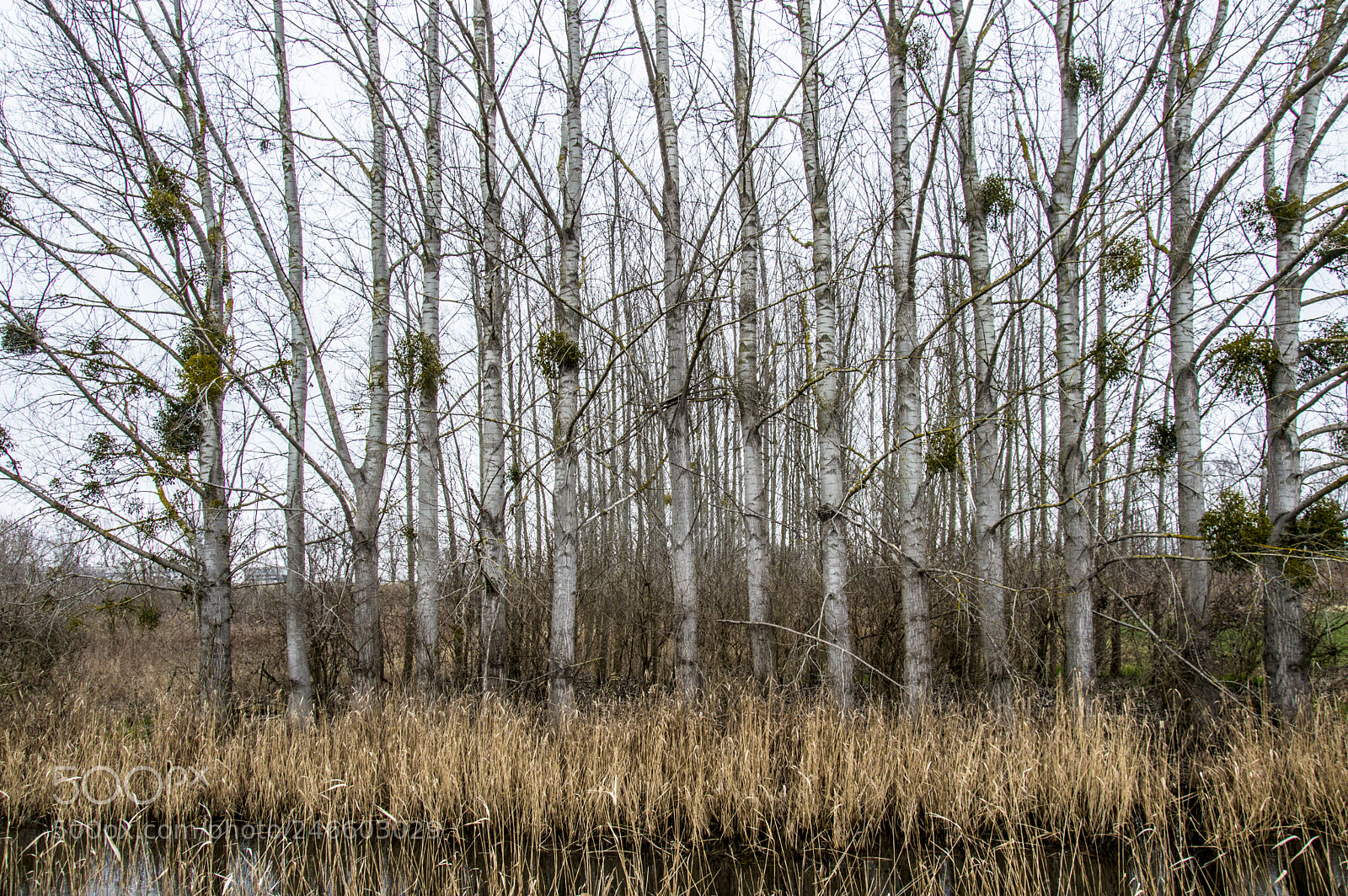 Nikon D3200 sample photo. Heviz photography