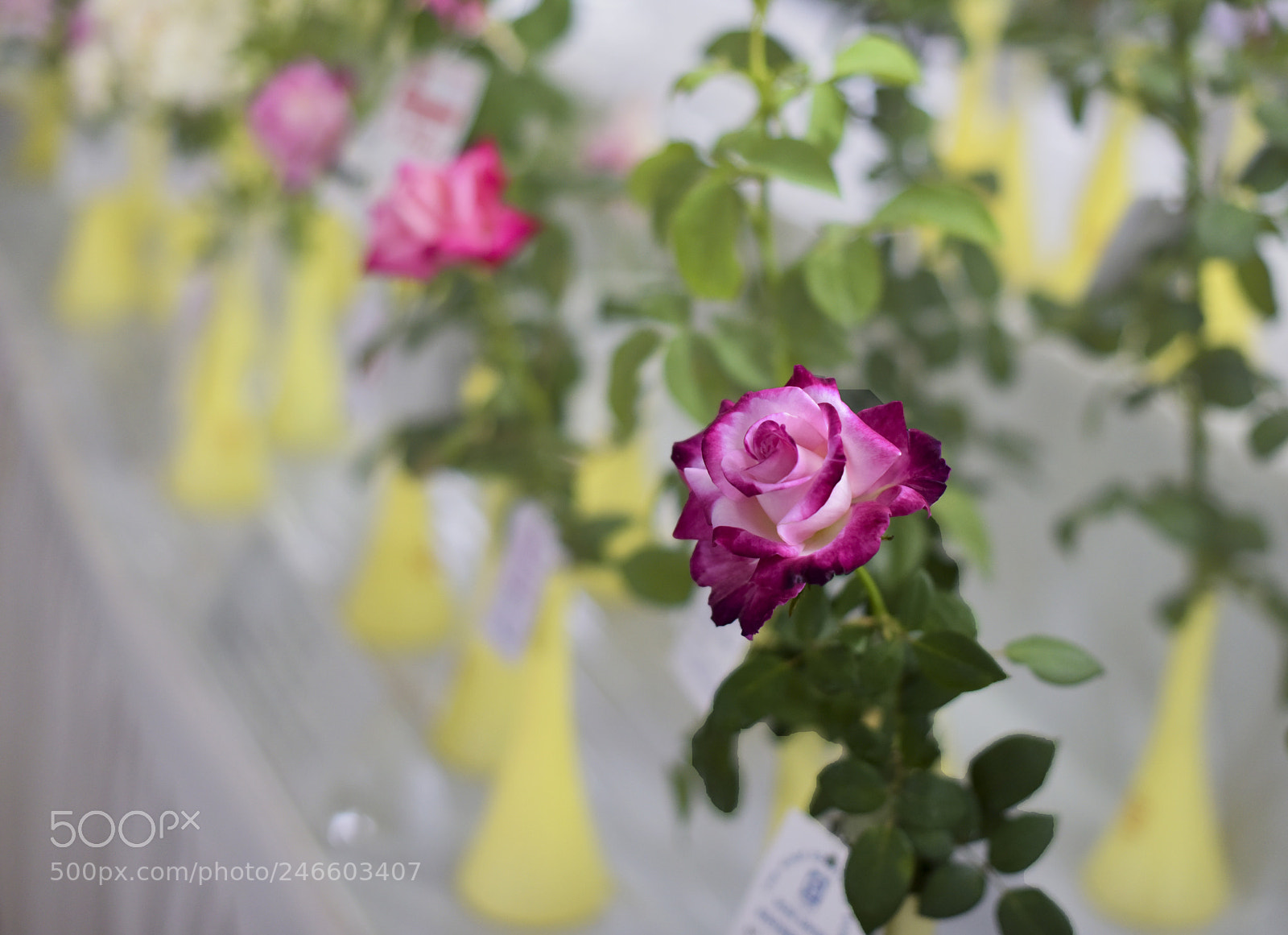 Nikon D810 sample photo. A rose "show" photography