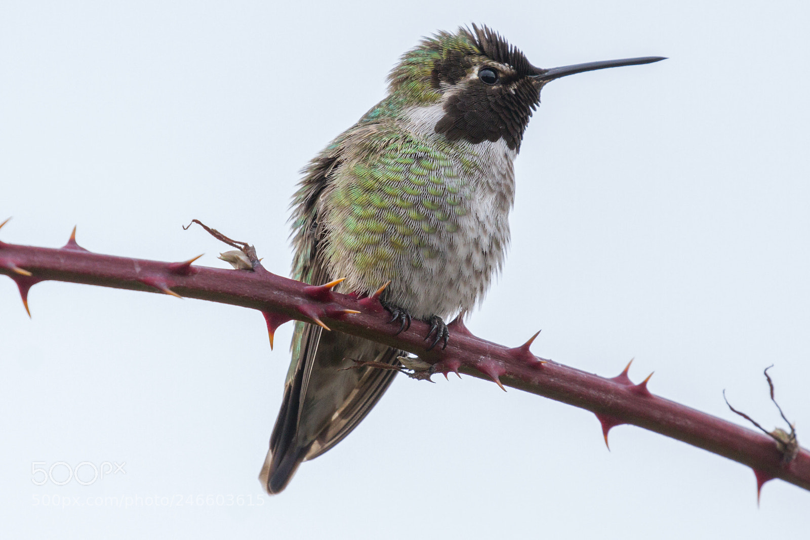 Canon EOS 7D sample photo. Anna's hummingbird photography