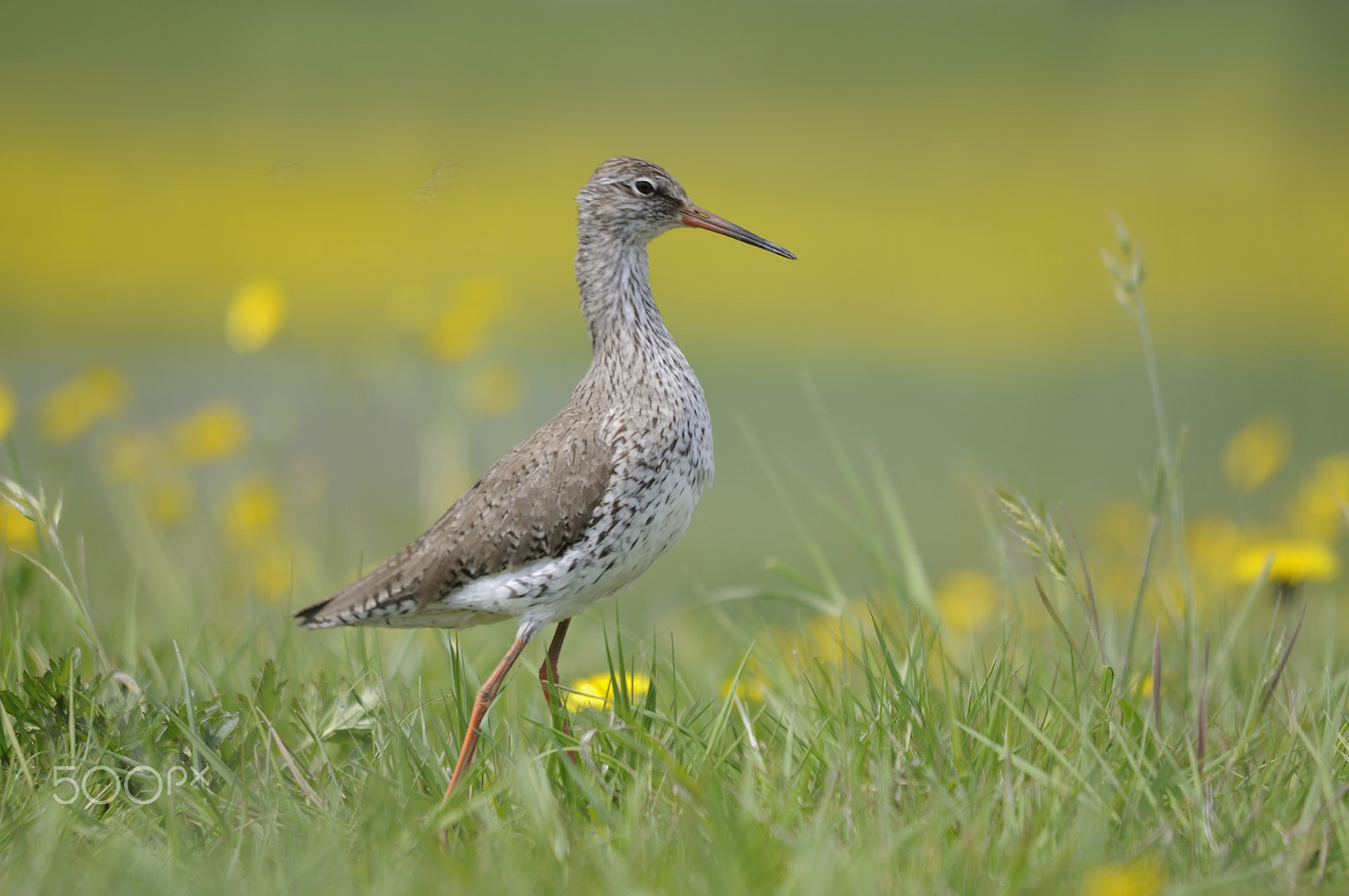 Nikon D300S + Sigma 150-500mm F5-6.3 DG OS HSM sample photo. Common redshank photography