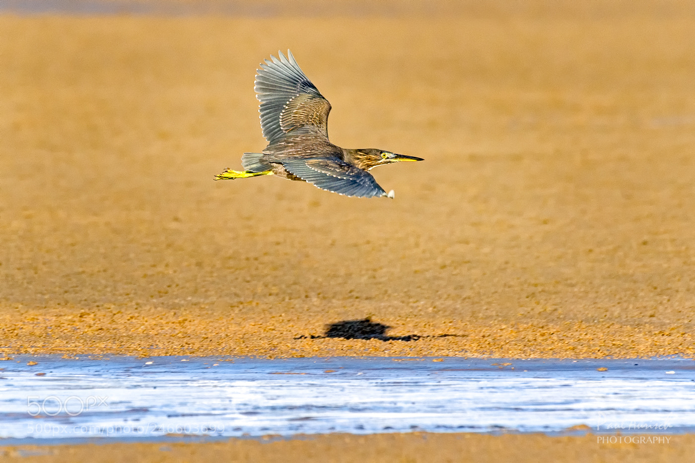 Nikon D500 sample photo. Striated heron butorides striata photography