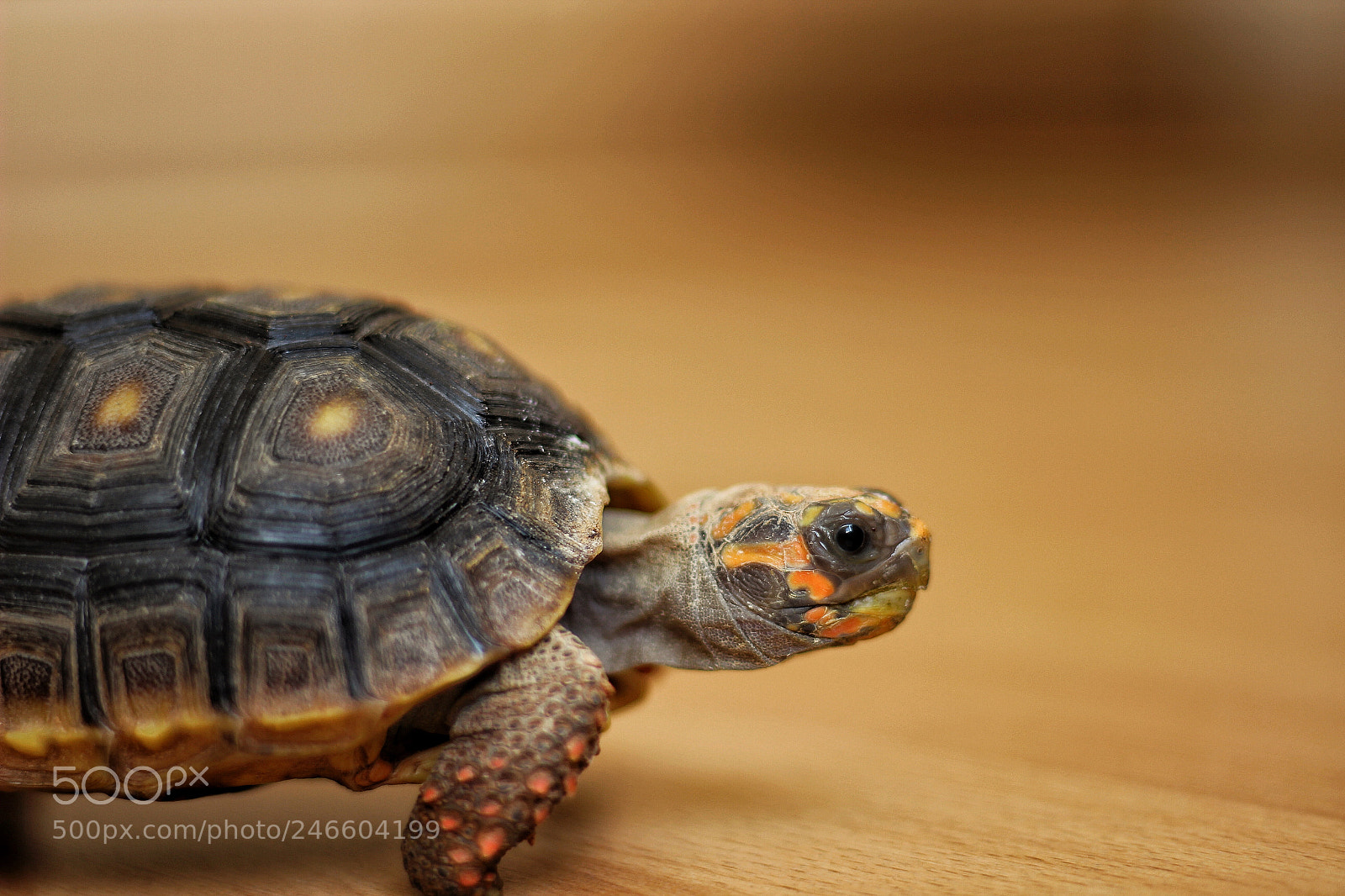 Canon EOS 600D (Rebel EOS T3i / EOS Kiss X5) sample photo. Benita/ tortoise photography