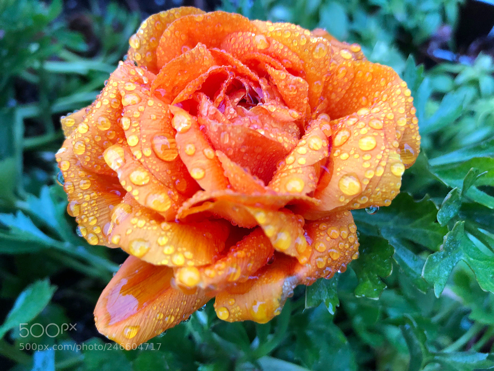 Apple iPhone X sample photo. 雨水 photography