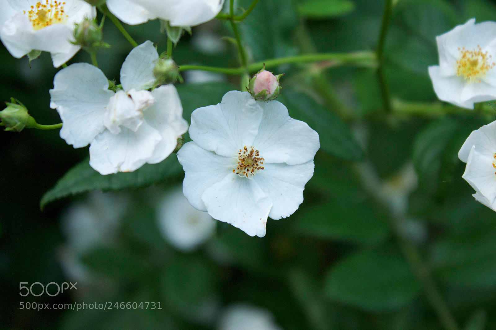 Canon EOS 600D (Rebel EOS T3i / EOS Kiss X5) sample photo. Dogwoods in summer photography