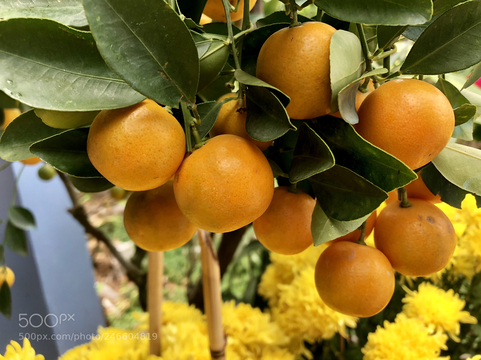 Apple iPhone X sample photo. Untitled photography