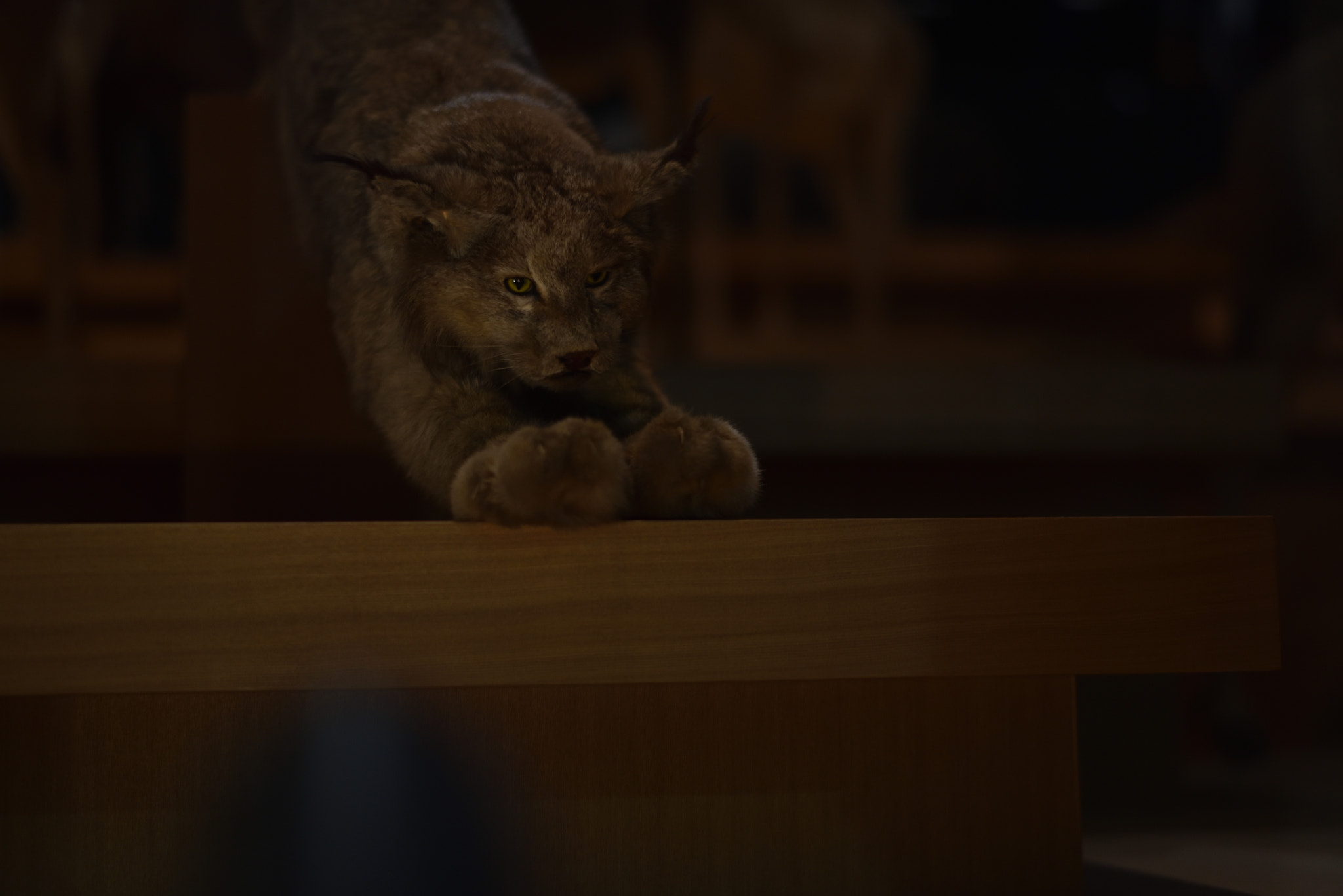 Nikon D750 sample photo. Cat in the dark museum. photography