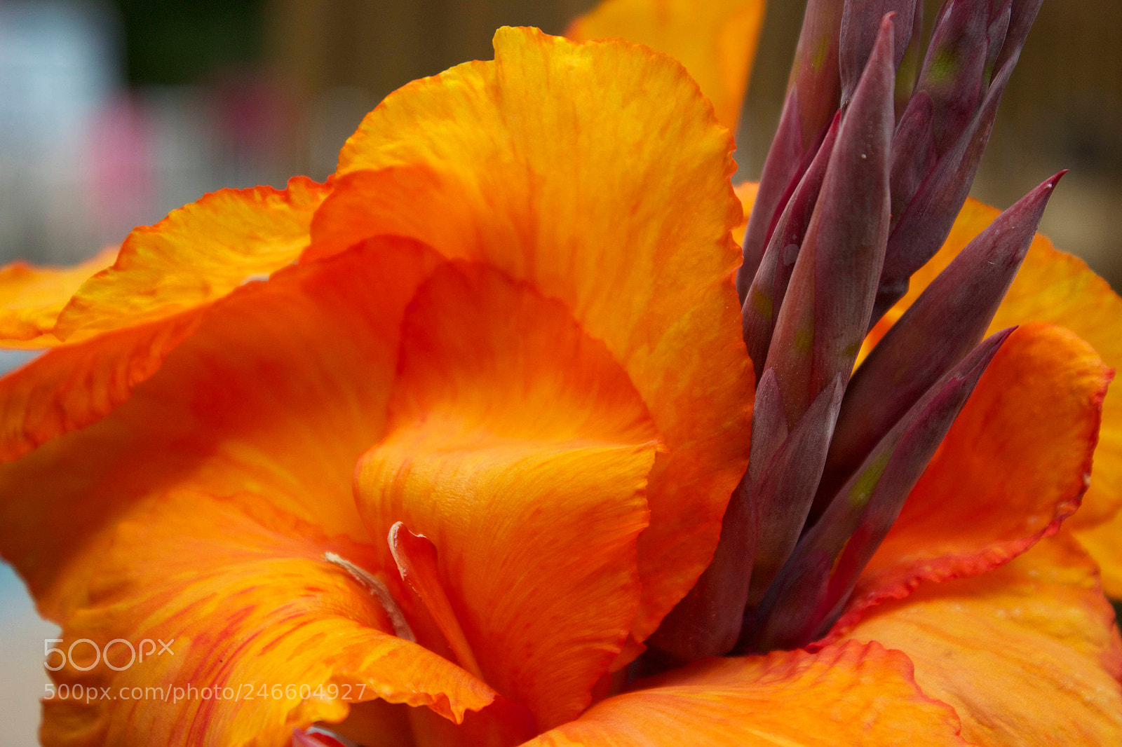 Canon EOS 600D (Rebel EOS T3i / EOS Kiss X5) sample photo. Orange photography