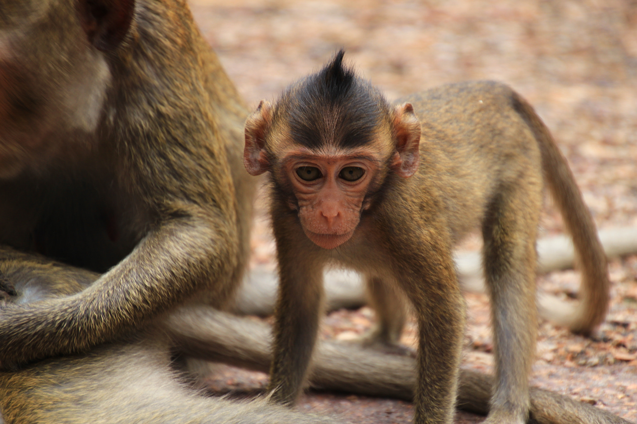 Canon EOS 600D (Rebel EOS T3i / EOS Kiss X5) sample photo. Monkeying around photography