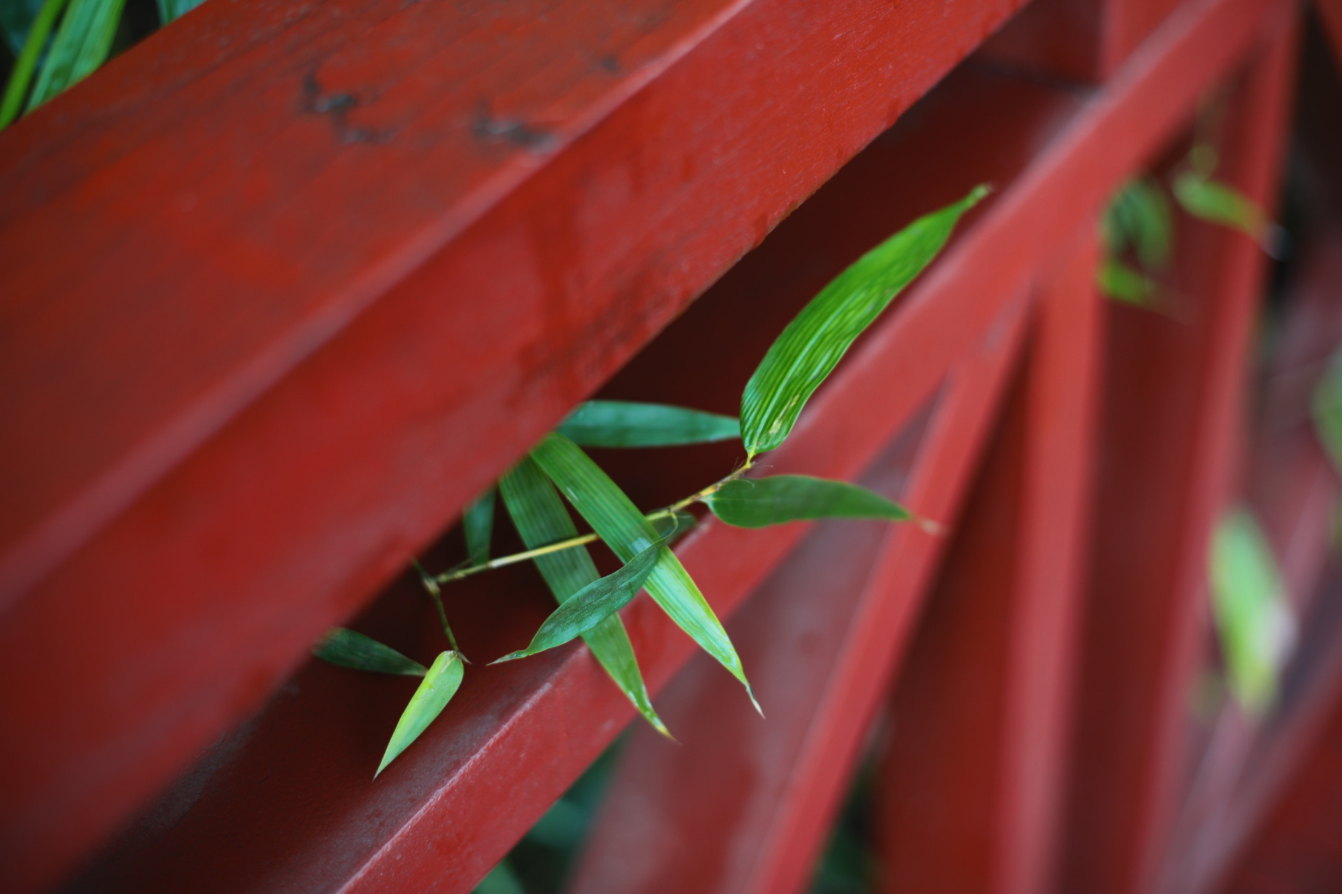 Canon EF 35-80mm f/4-5.6 sample photo. 今日雨水 photography