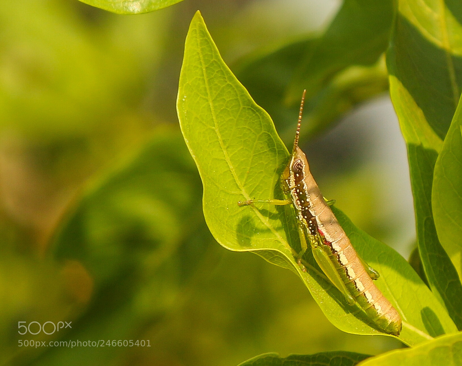 Canon EOS 700D (EOS Rebel T5i / EOS Kiss X7i) sample photo. Grasshopper photography