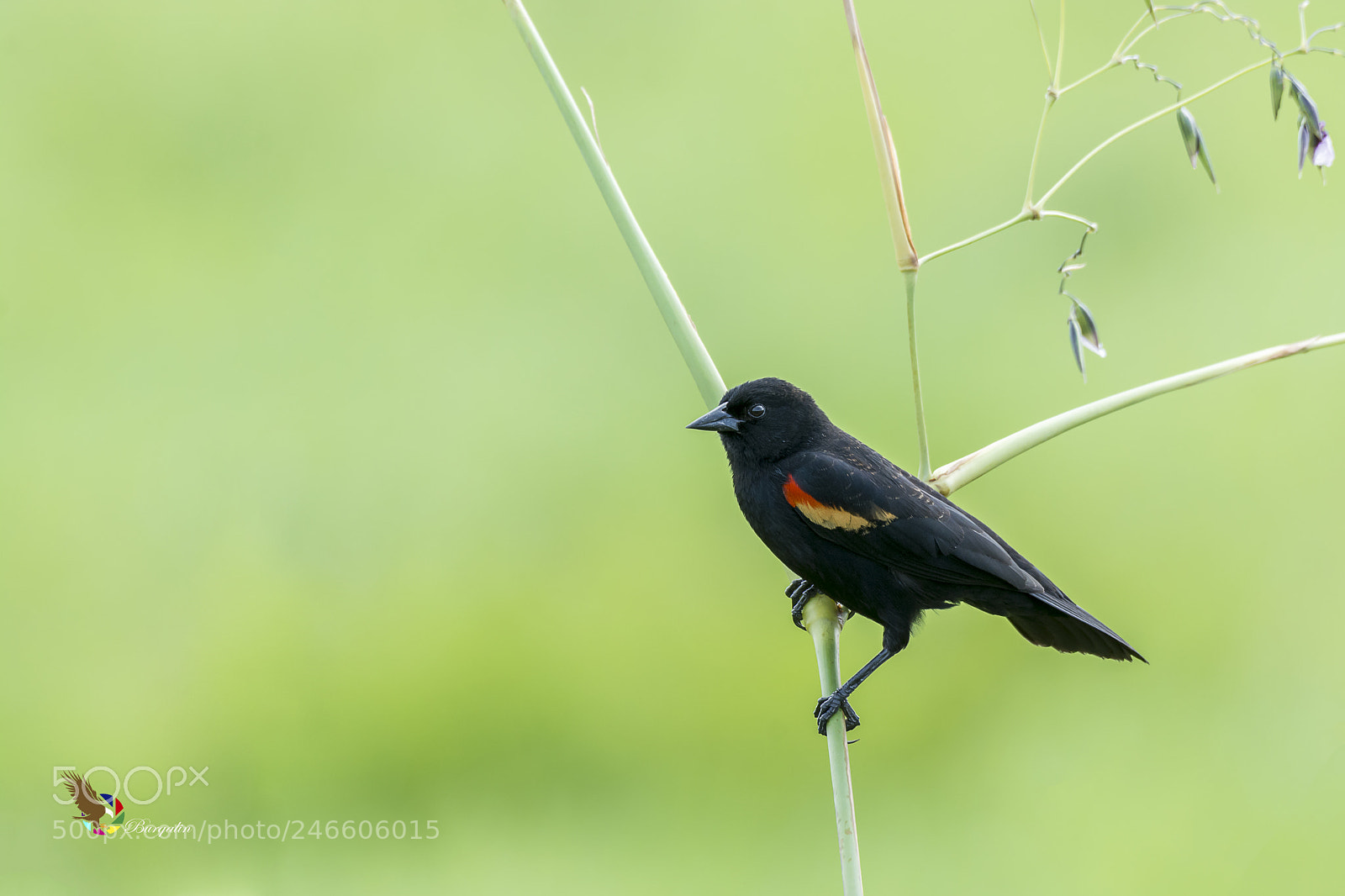 Nikon D7100 sample photo. Red-winged blackbird photography
