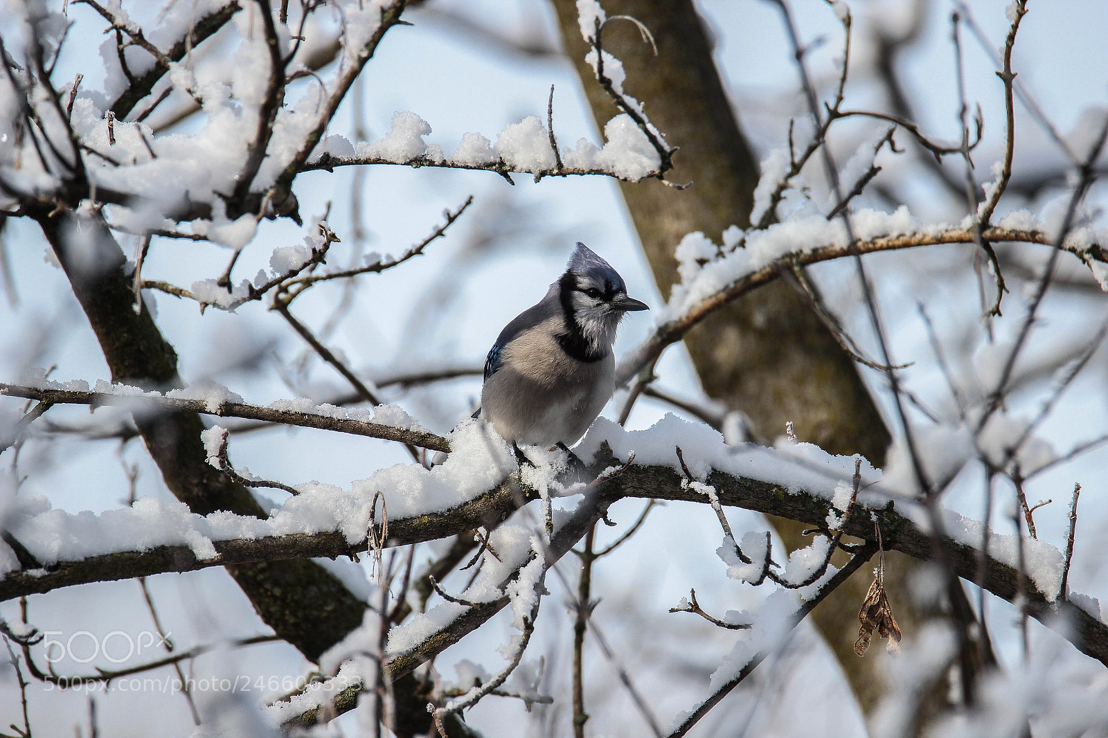 Canon EOS 600D (Rebel EOS T3i / EOS Kiss X5) sample photo. Pretty bird photography