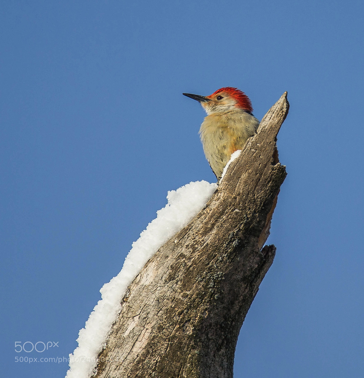 Canon EOS 600D (Rebel EOS T3i / EOS Kiss X5) sample photo. Red bellied woodpecker photography