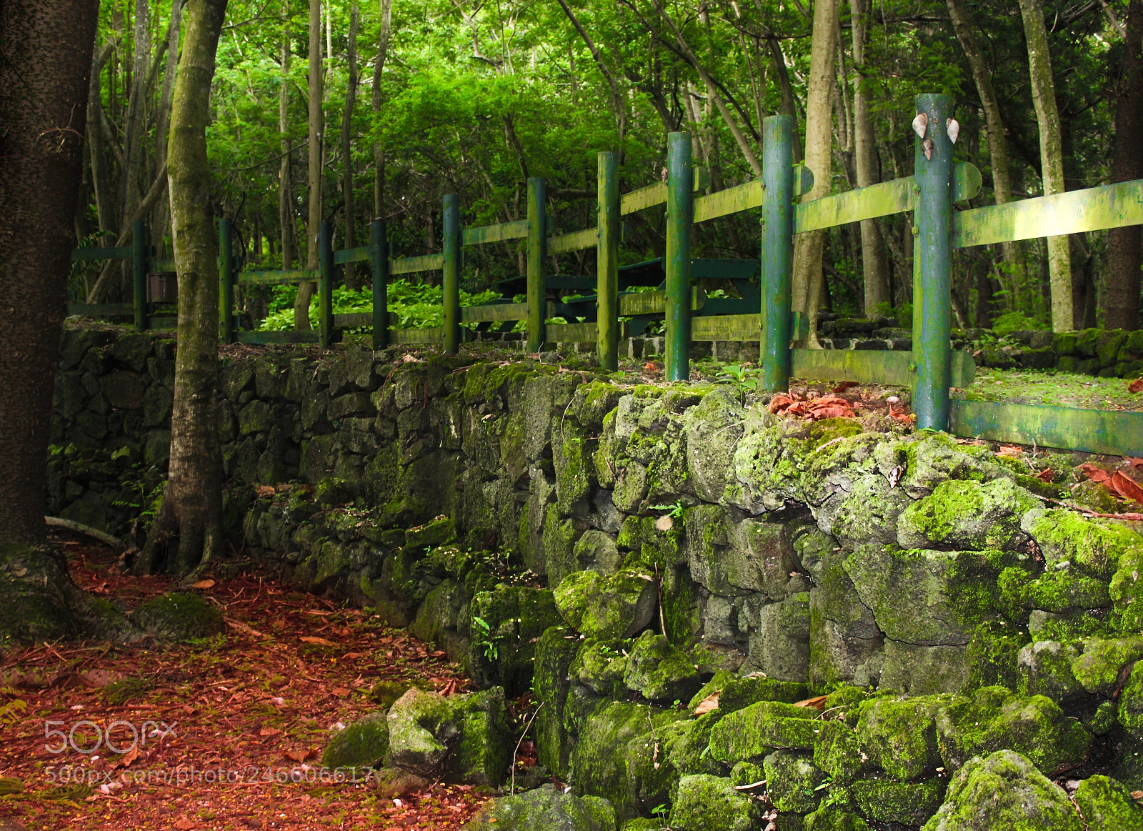 Canon EOS 100D (EOS Rebel SL1 / EOS Kiss X7) sample photo. Enchanted forest photography