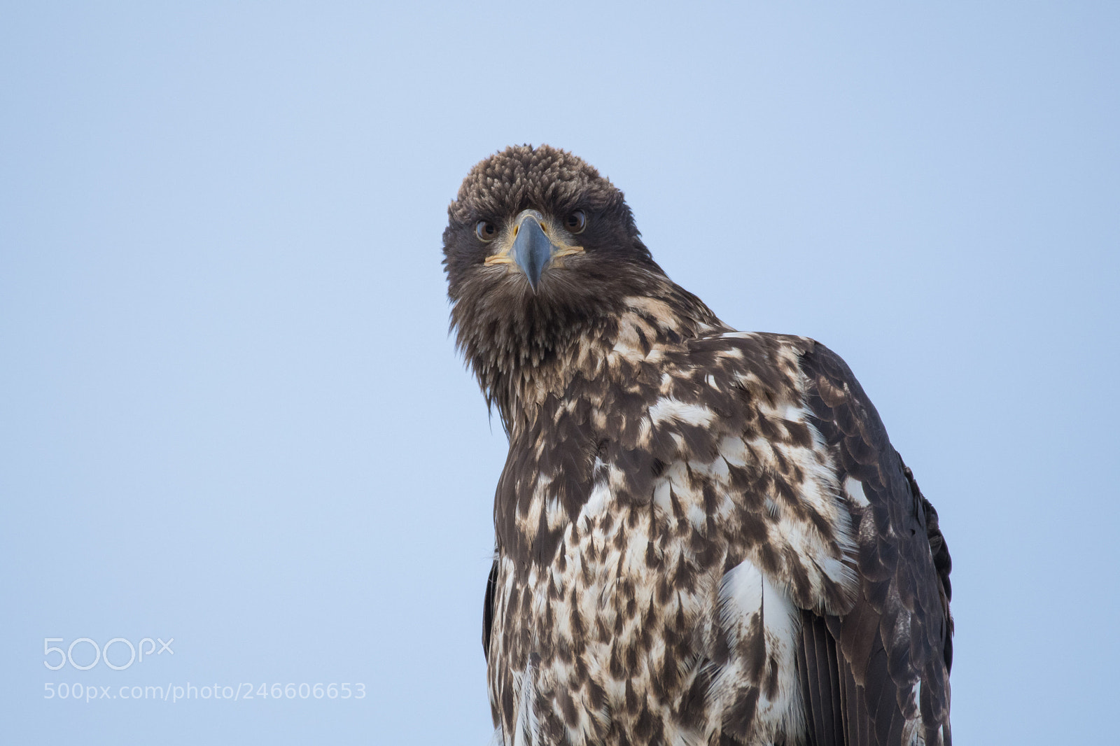 Nikon D500 sample photo. Who are you? photography