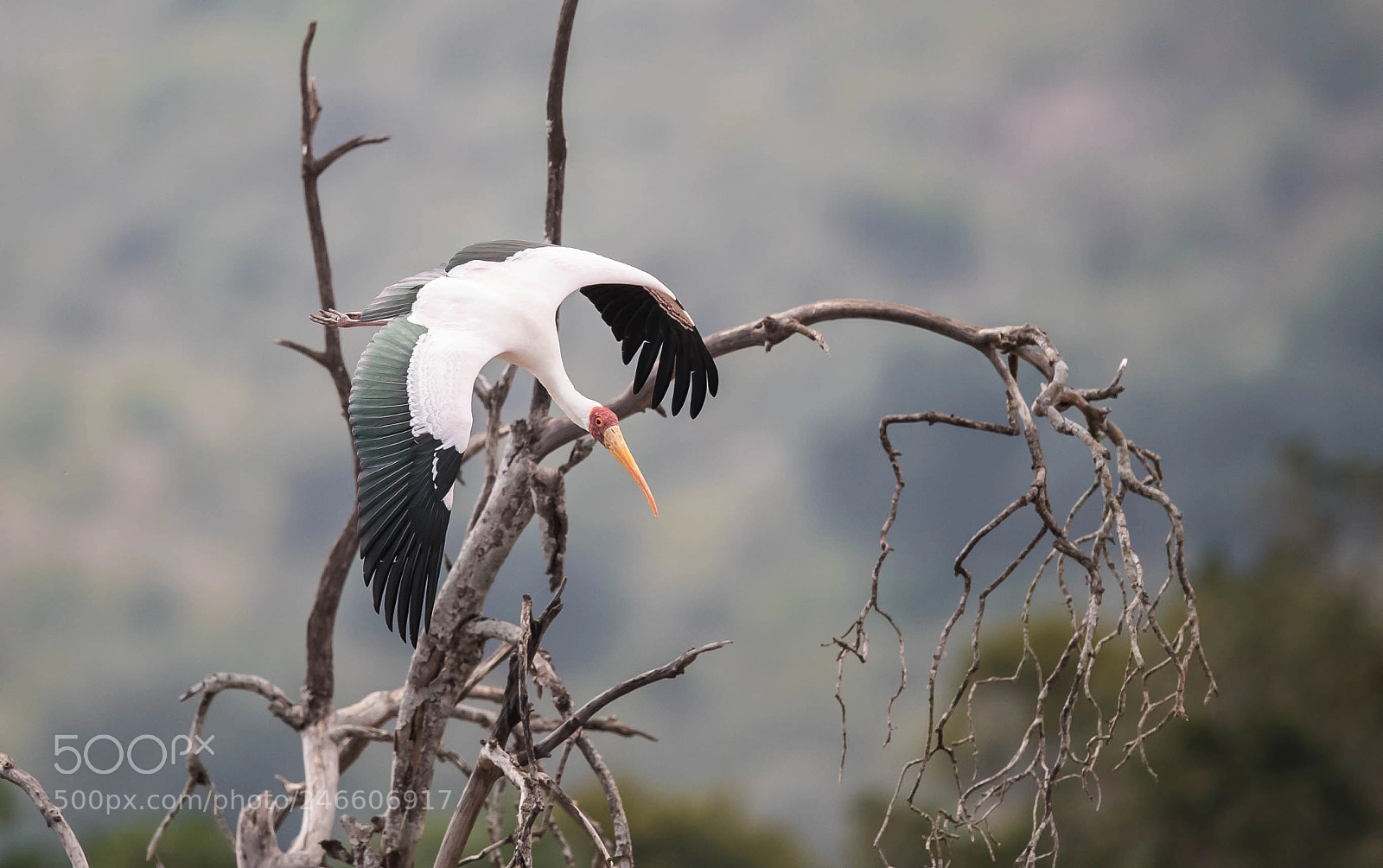Nikon D5 sample photo. Yellow billed stork photography