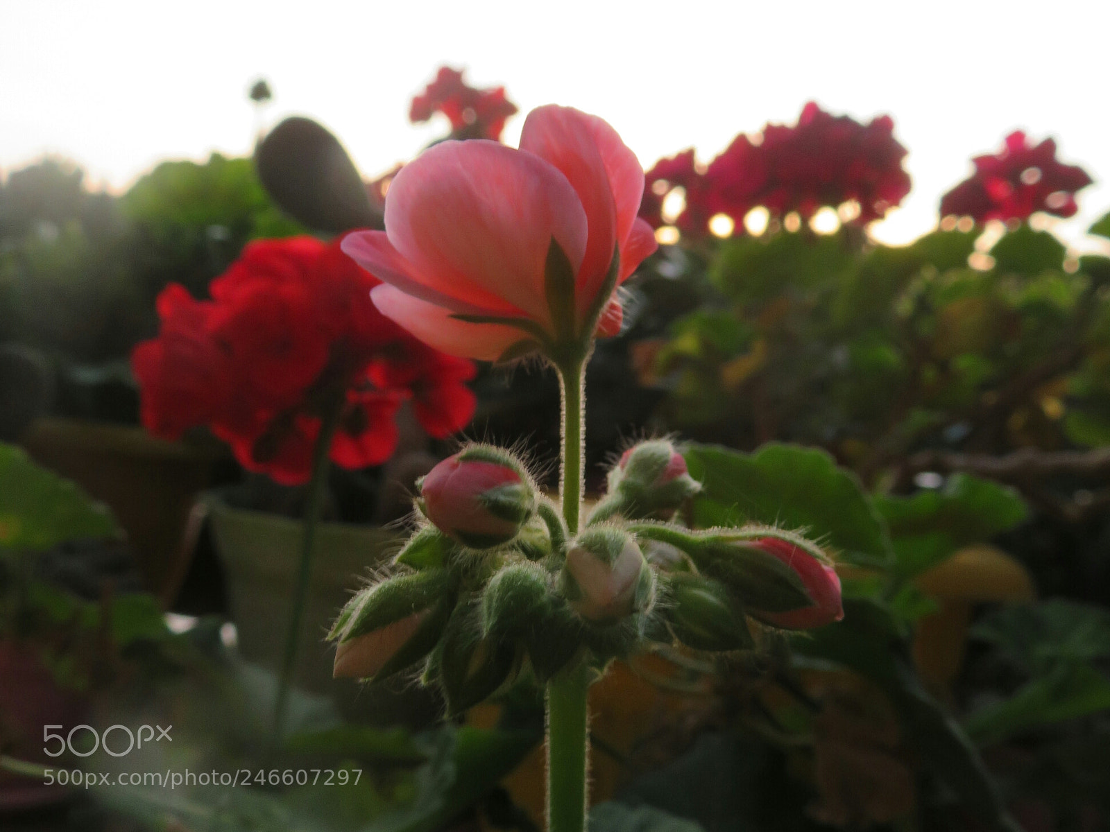 Canon PowerShot SX720 HS sample photo. Untitled photography