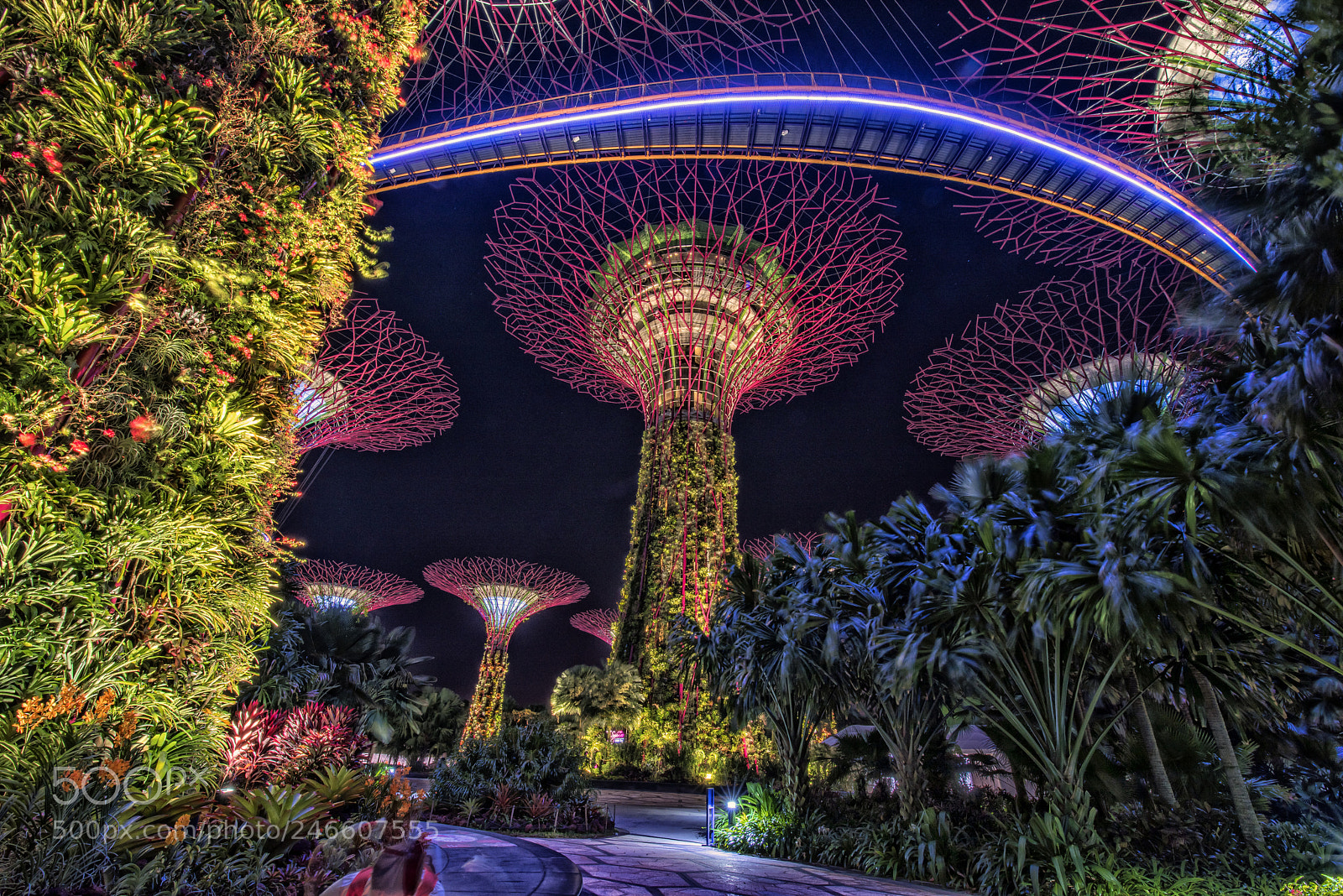 Nikon D810 sample photo. Singapore garden by the photography