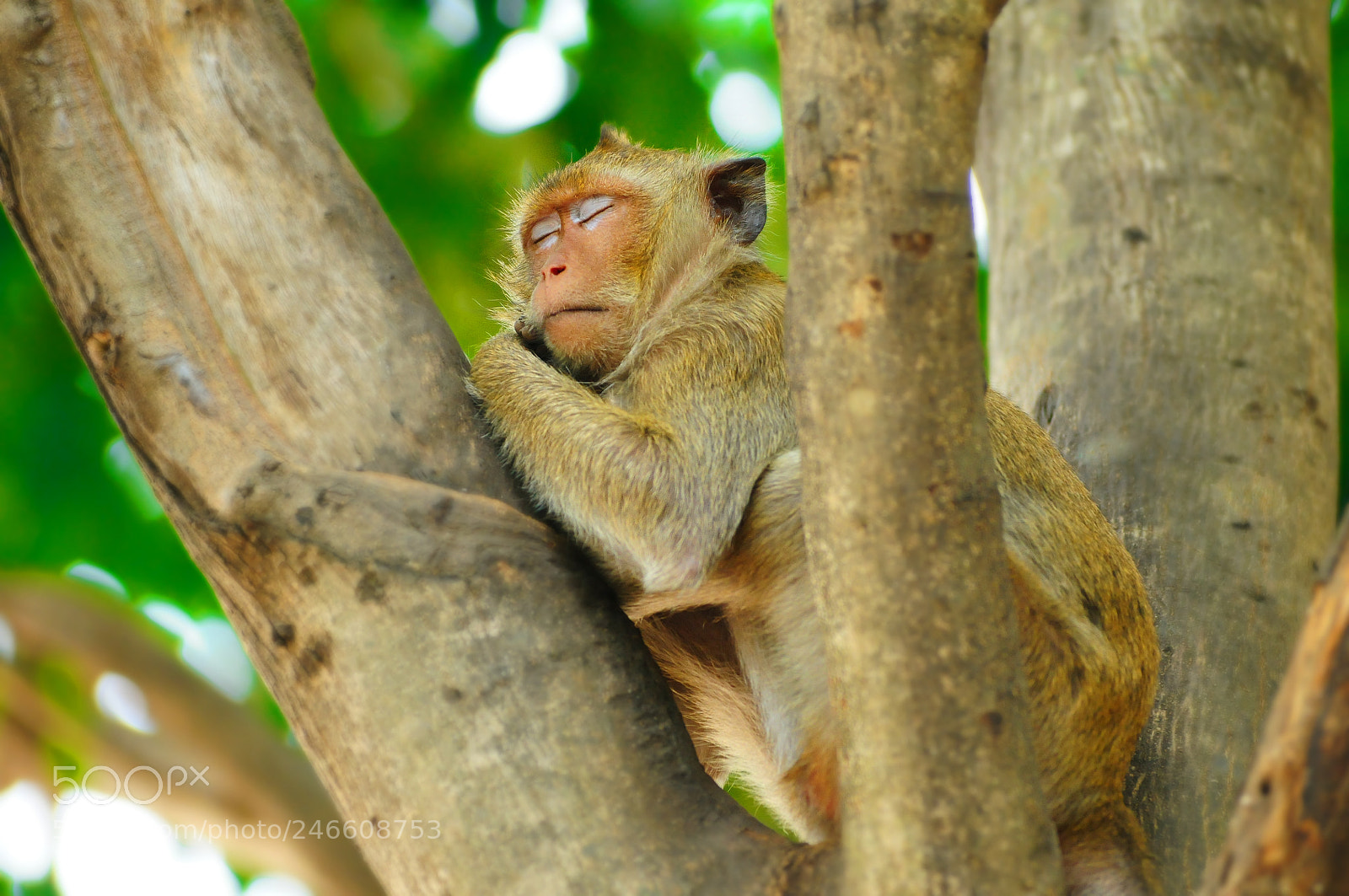 Nikon D300 sample photo. Monkey is sleeping on photography