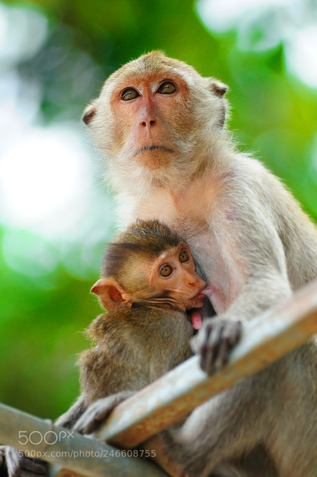 Nikon D300 sample photo. Monkey mother care and photography