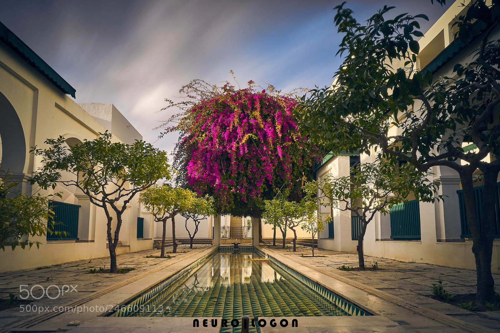 Sony a7R II sample photo. Bougainvillea photography