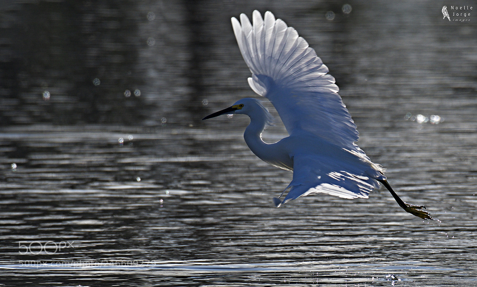 Nikon D500 sample photo. Graceful hunter photography
