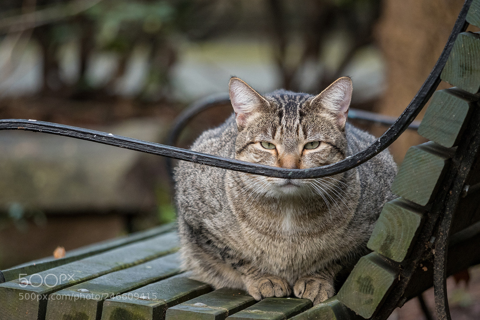 Olympus OM-D E-M5 II sample photo. How's my mustache photography