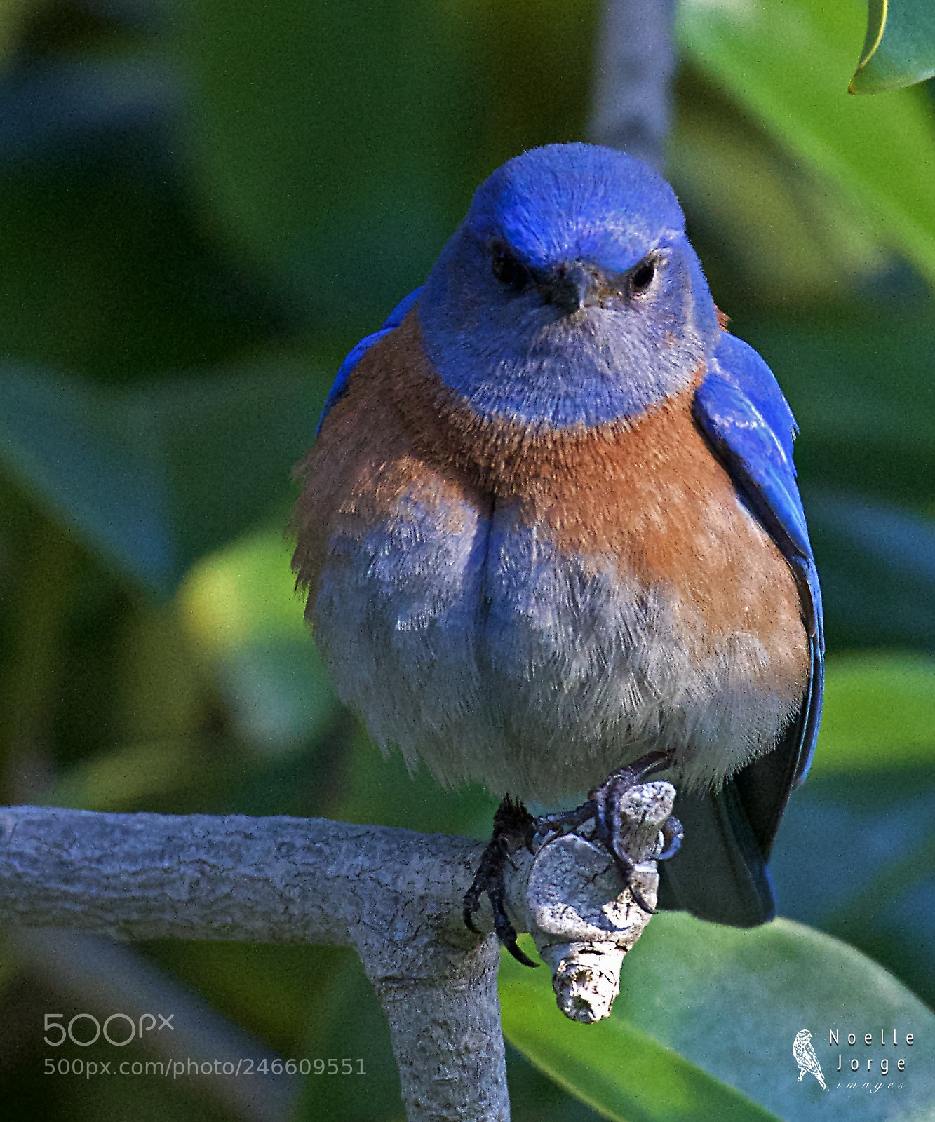 Nikon D500 sample photo. Mr. blue photography