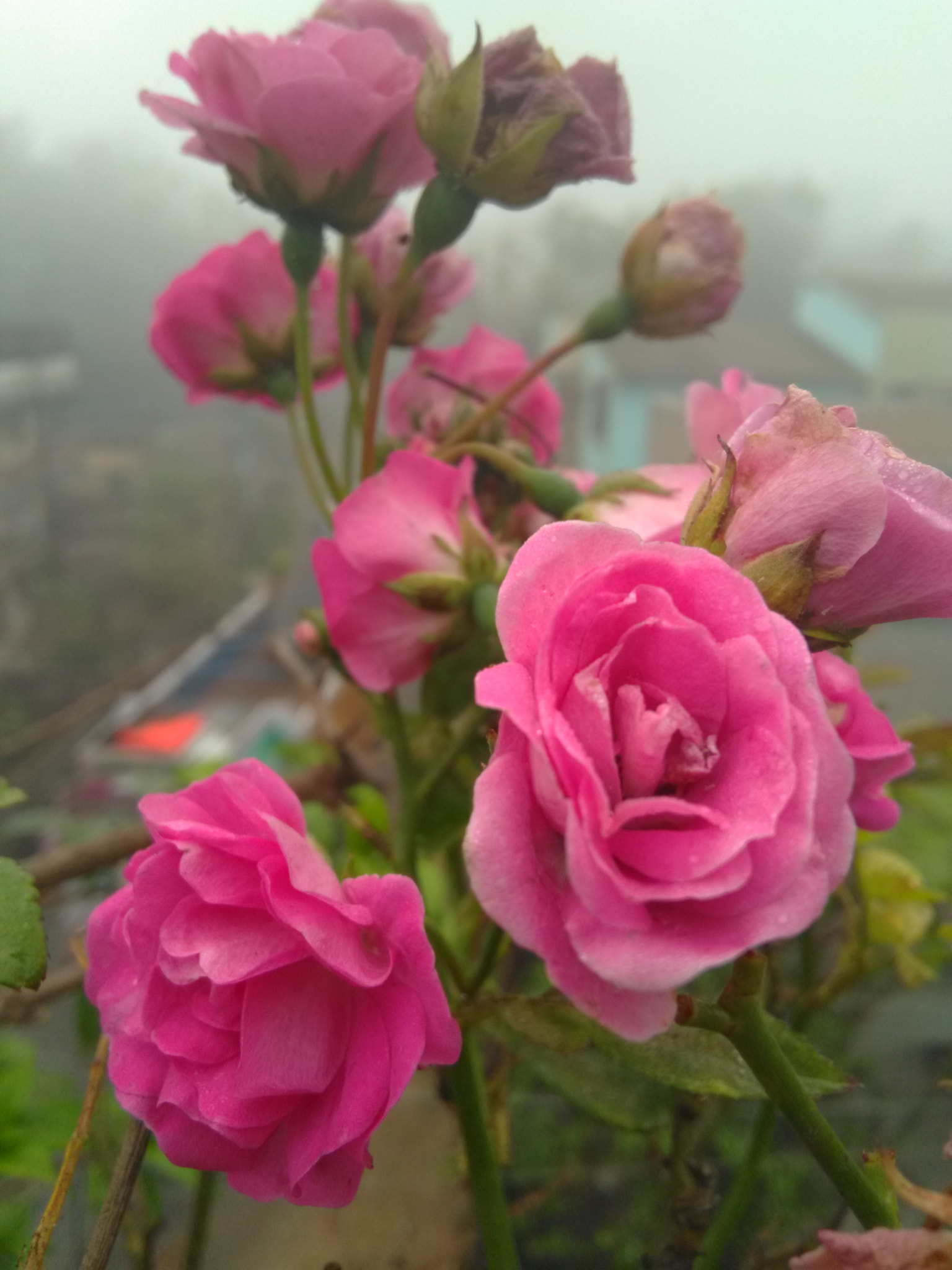 HMD Global Nokia 2 sample photo. Pink photography