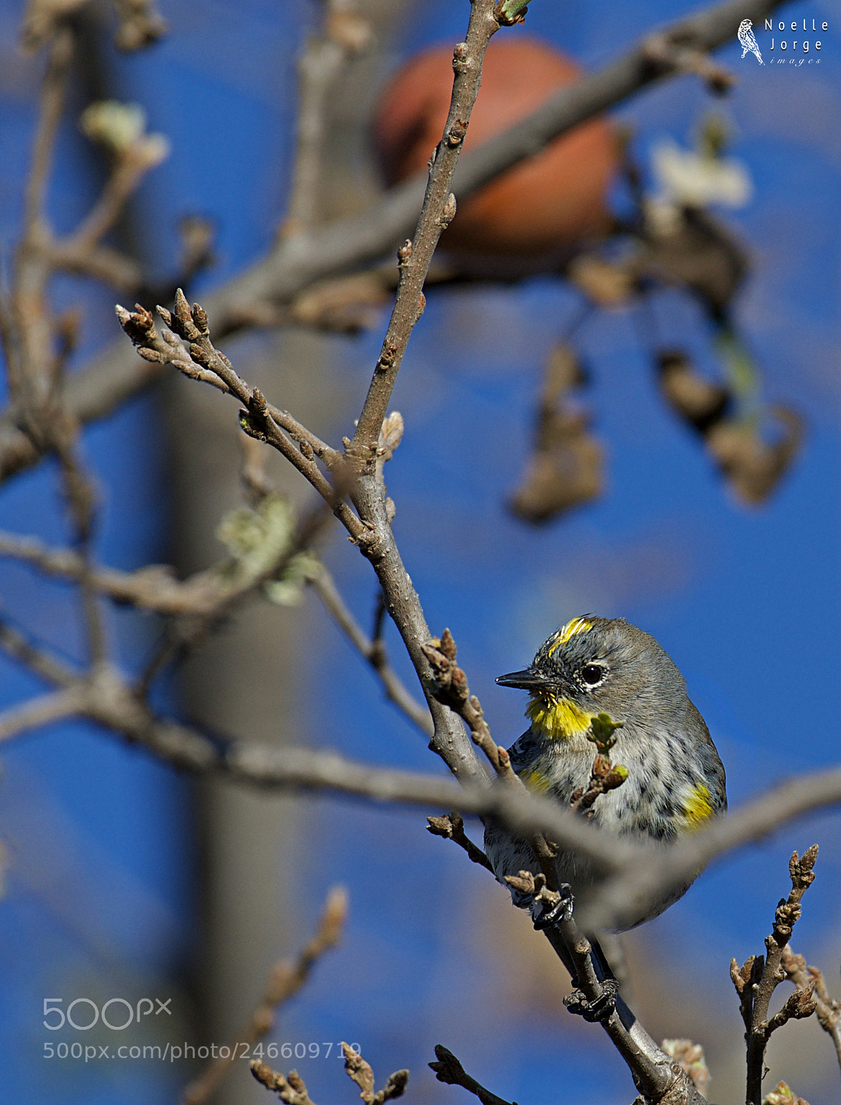 Nikon D500 sample photo. Hide and seek with photography