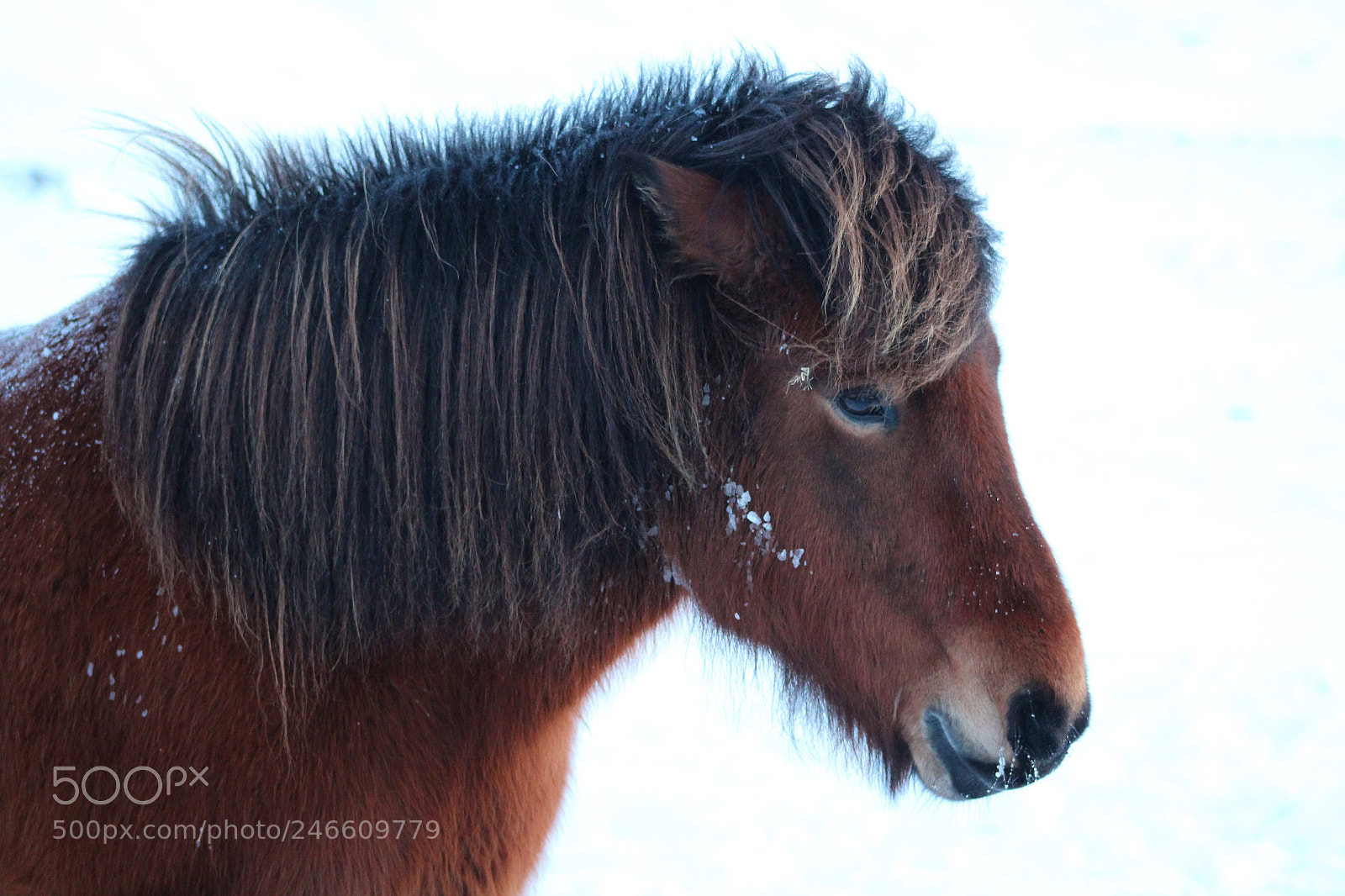 Canon EOS 1200D (EOS Rebel T5 / EOS Kiss X70 / EOS Hi) sample photo. Horse photography