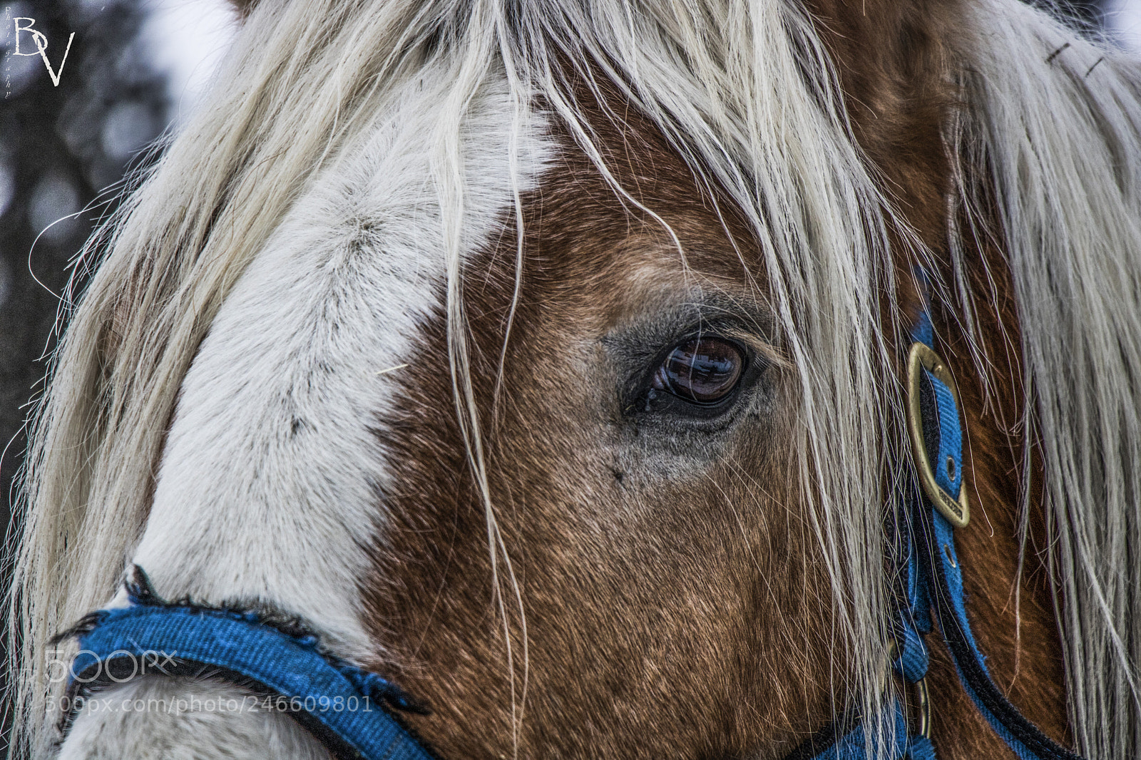 Canon EOS 760D (EOS Rebel T6s / EOS 8000D) sample photo. Depth in the eye... photography