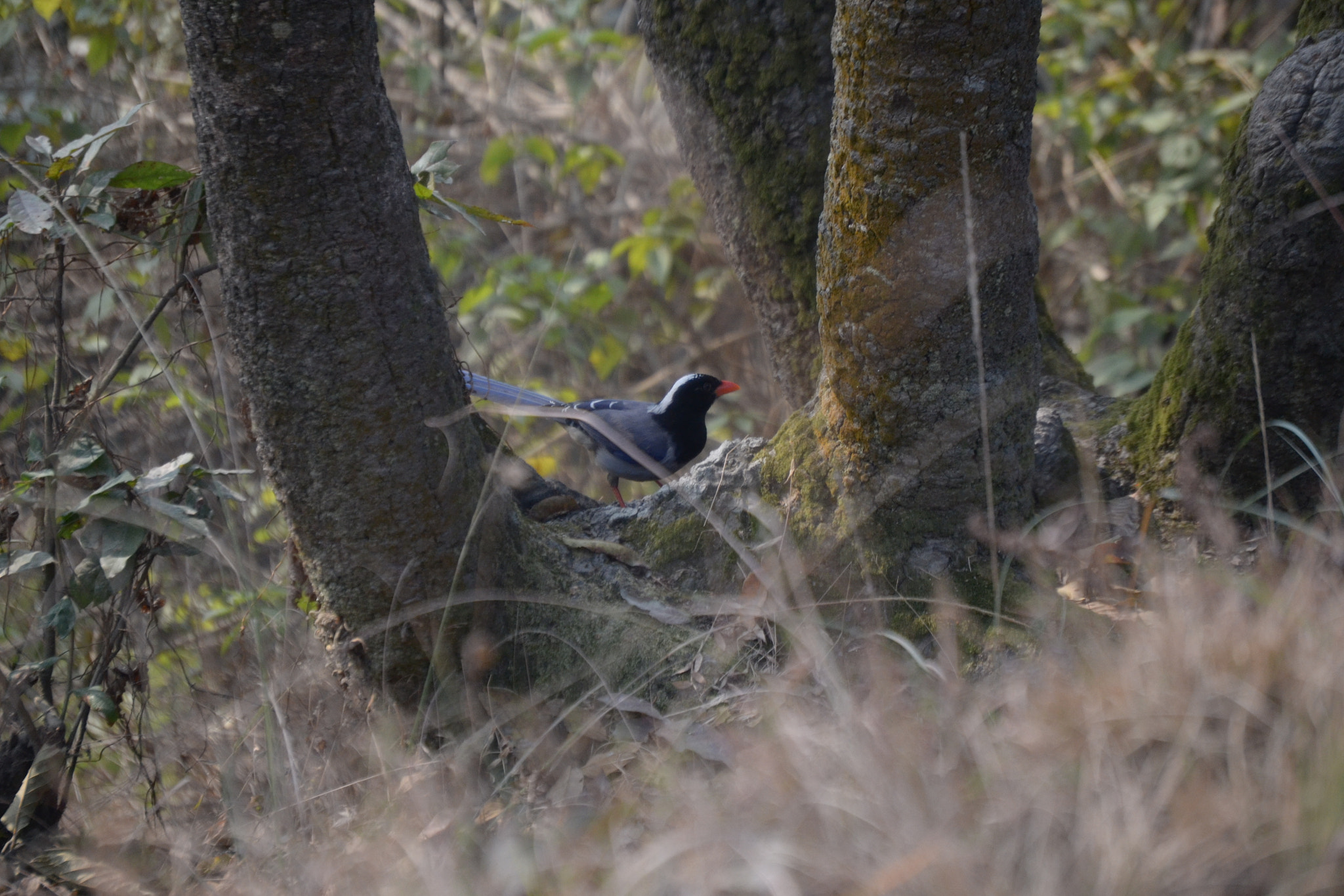 Nikon D3100 sample photo. Red billed blue magpie photography