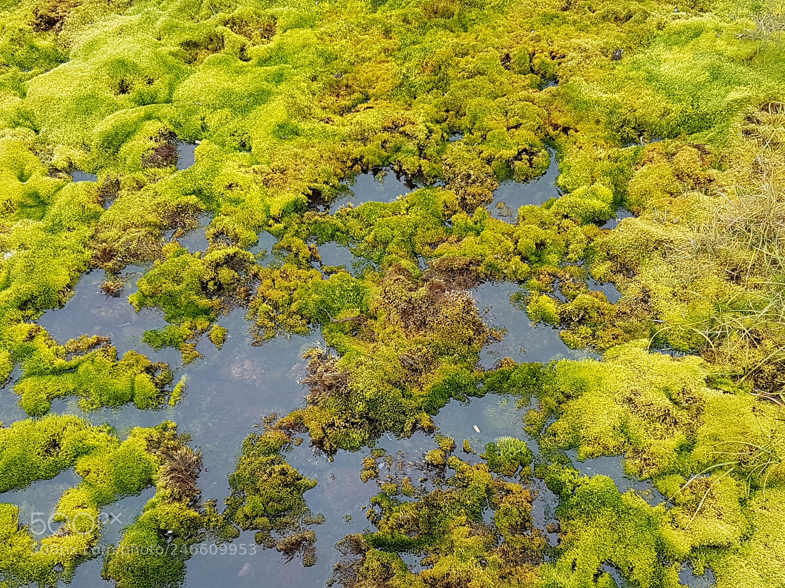 Samsung Galaxy S7 Edge sample photo. Swamp photography
