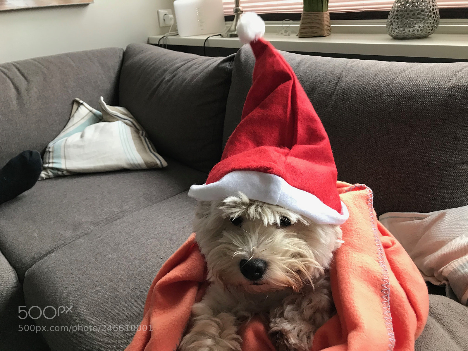 Apple iPhone 7 Plus sample photo. Xmas dog photography