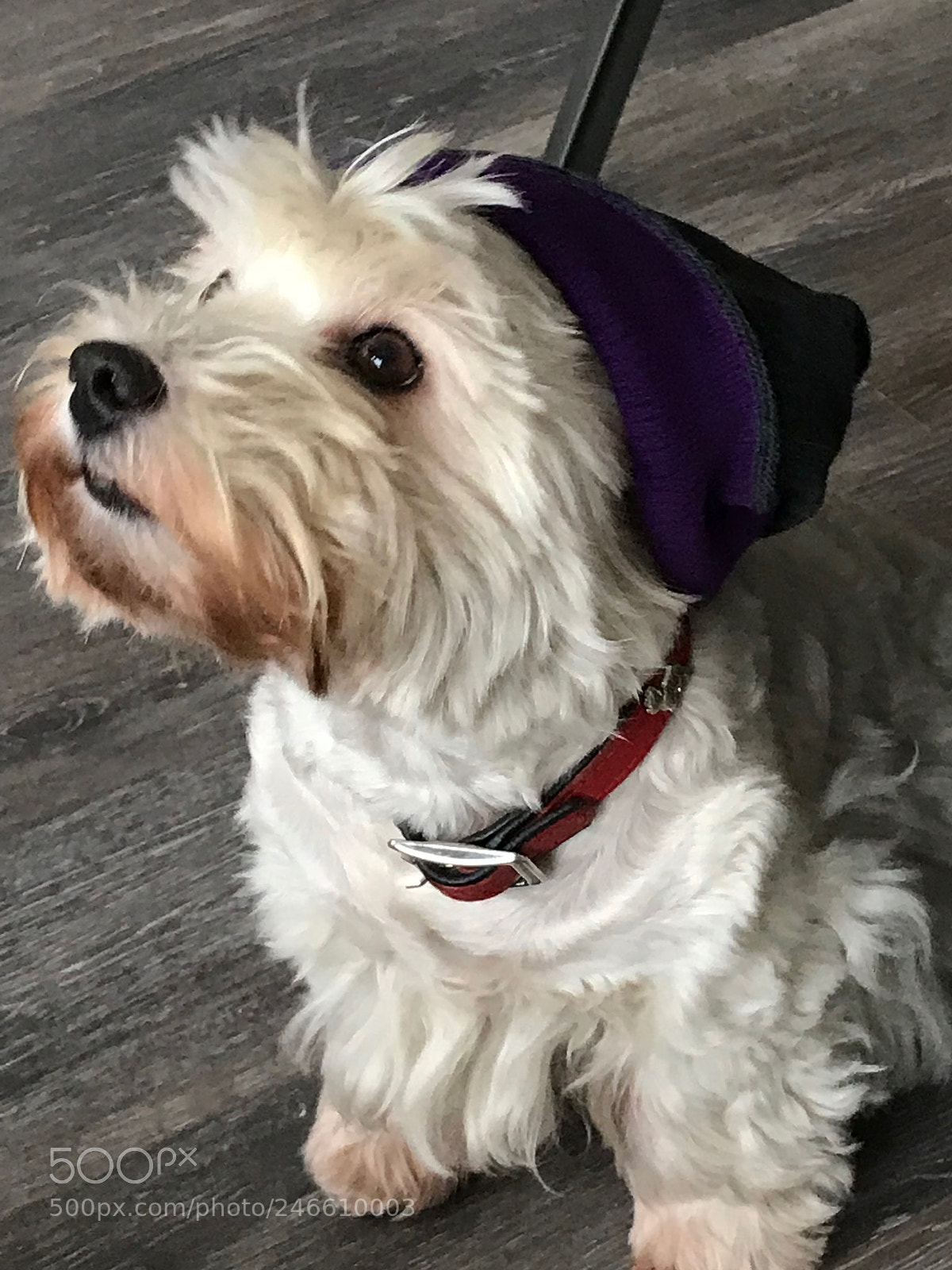 Apple iPhone 7 Plus sample photo. Doggy photography