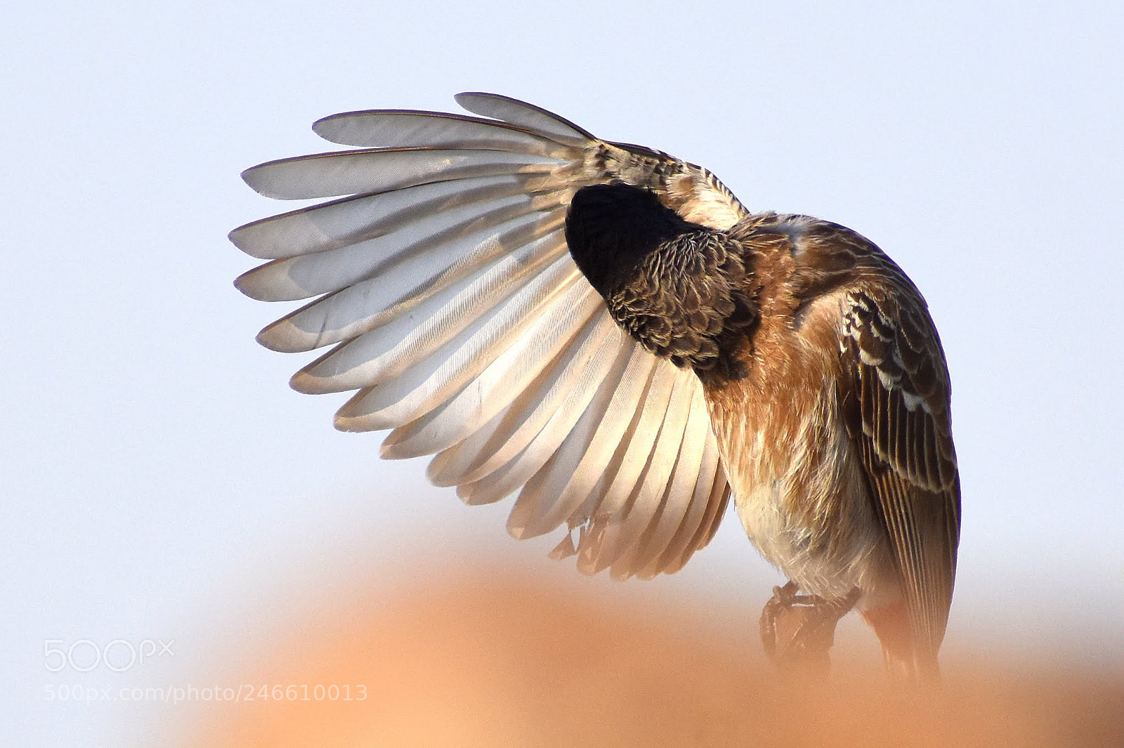 Nikon D7200 sample photo. Bulbul photography